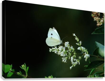 Cabbage White On A White Flower Canvas Print