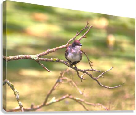 Eastern King Bird Enjoying The Day Canvas Print