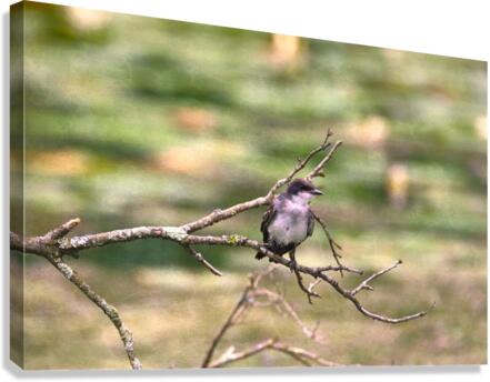 Peaceful Eastern King Bird Canvas Print