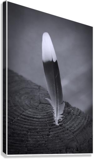 Black and White Feather Canvas Print