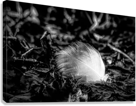 White Feather Canvas Print