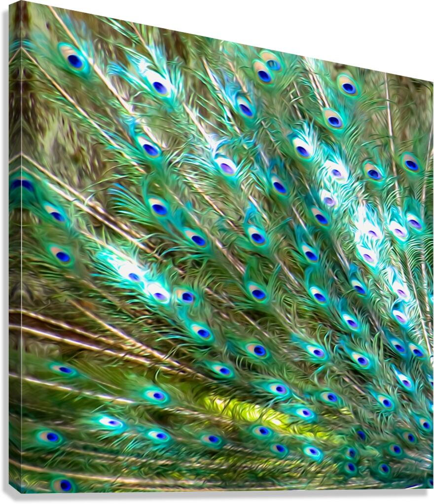 Peacock Feathers Canvas Print