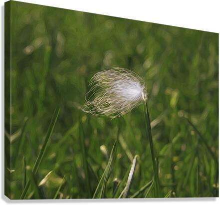 Feather Stuck O A Blade Of Grass Canvas Print
