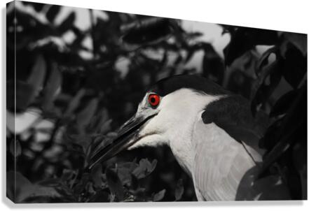 Red Eye Canvas Print