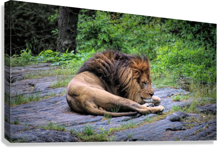 Will The Lion Sleep Tonight Canvas Print