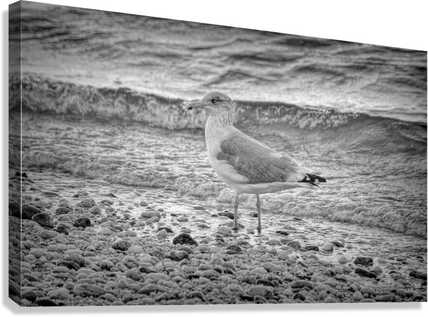 Black and White Sea Gull  Canvas Print