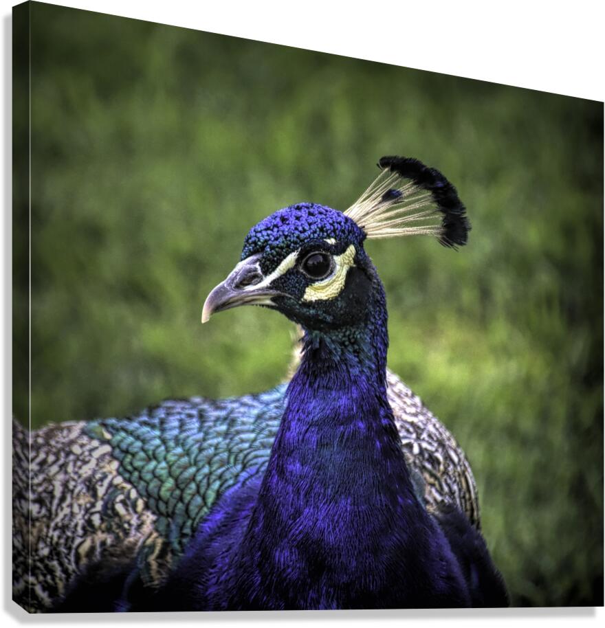 Peacock Profile Canvas Print