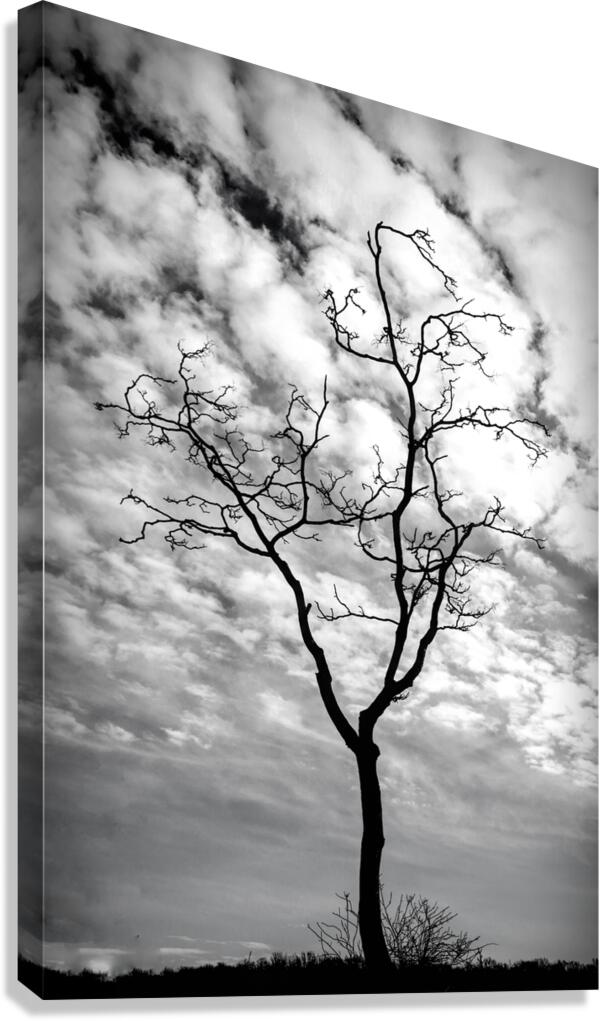 A Snag In Black and White Canvas Print