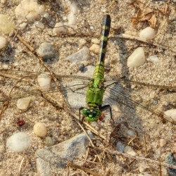 Eastern Pondhawk 