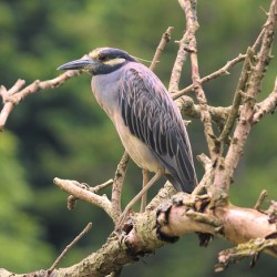 Studious Yellow Crown