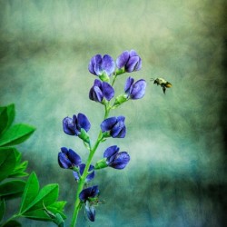 Bee Flying To A Purple Flower
