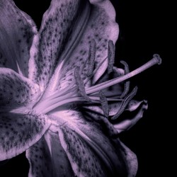 Black And White Stargazer Lily 