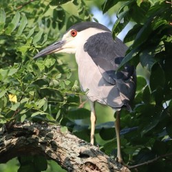 I Thought I Could Hide