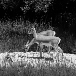 Slender Horned Gazelles In B&W