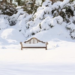 Snow Dwarfed Bench