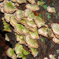 Green and White Turkey Tail 