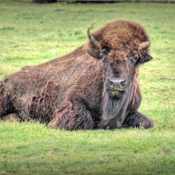 America Bison 