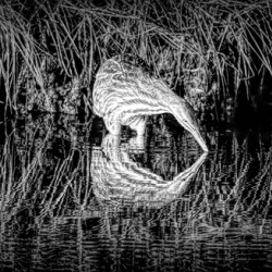 Mirror Reflection Of A Bittern