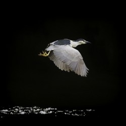 Black Crown Night Heron In Flight