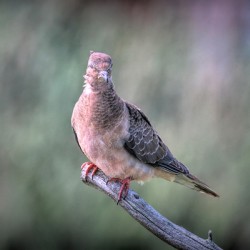 Sleeping With One Eye Open