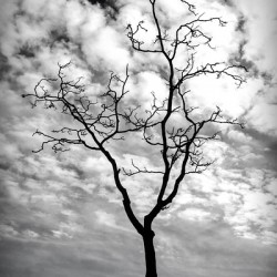 A Snag In Black and White