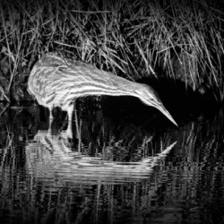 Bittern Reflection In Black and White