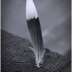 Black and White Feather