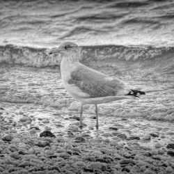 Black and White Sea Gull 