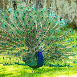 Brilliant Peacock