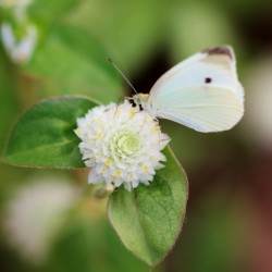 Cabbage White Butterfly On Globe Amaranth