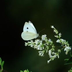 Cabbage White On A White Flower