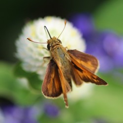 Delaware Skipper