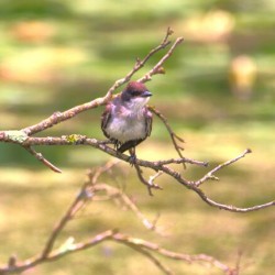 Eastern King Bird Enjoying The Day