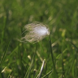 Feather Stuck O A Blade Of Grass