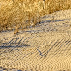 Golden Light On The Dune