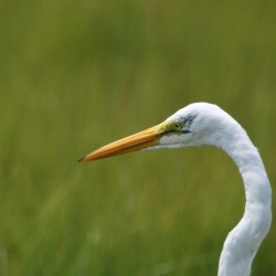 Great Egret Profile