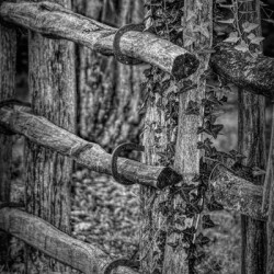 Horseshoe Fence In Black and White