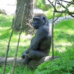  Western Lowland Gorilla