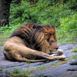 Will The Lion Sleep Tonight