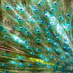 Peacock Feathers