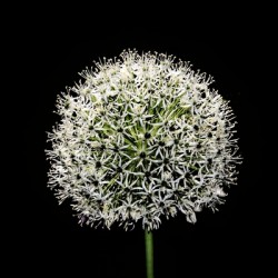 White Allium