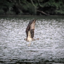 What Will The Osprey Catch