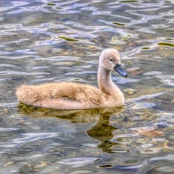 Cygnet On The Pond