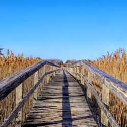 Walkway Through The Wetlands