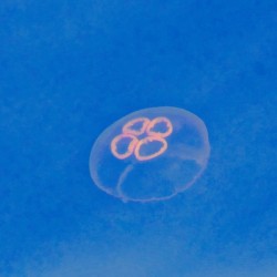 Jellyfish