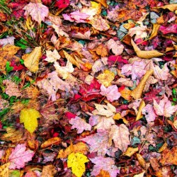Leaves On The Neversink 