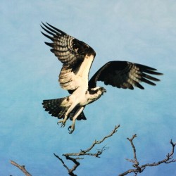 Osprey Taking Flight
