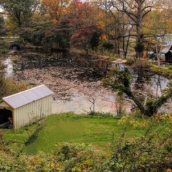 Overlooking Cedarmere Pond