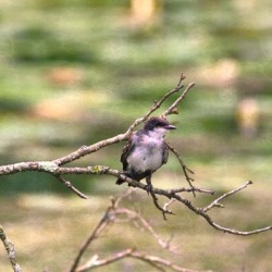Peaceful Eastern King Bird