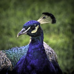 Peacock Profile